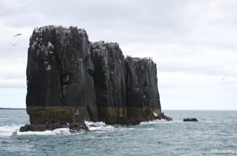 Sea stacks, Farne Islands, Northumberland